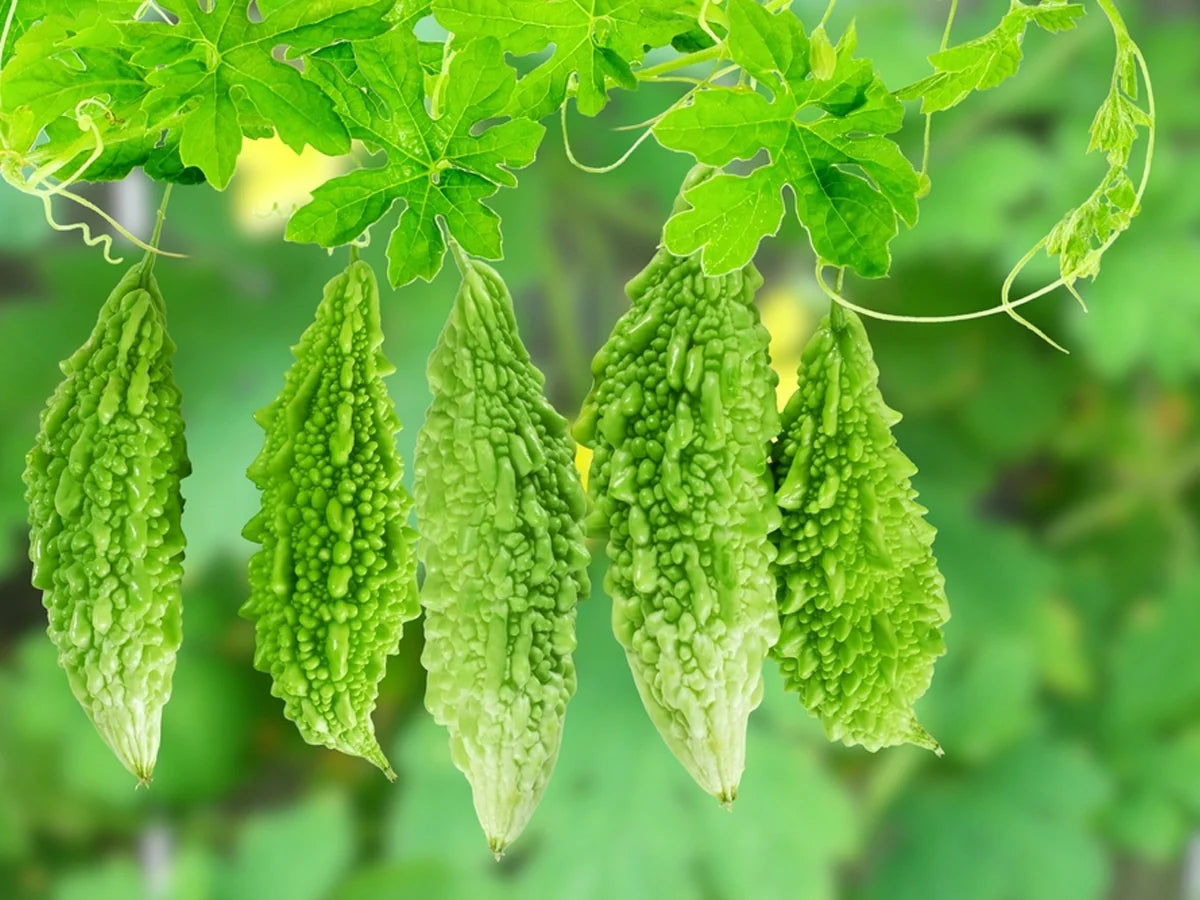 Bittermelone (Momordica Charantia) Gemüsesamen