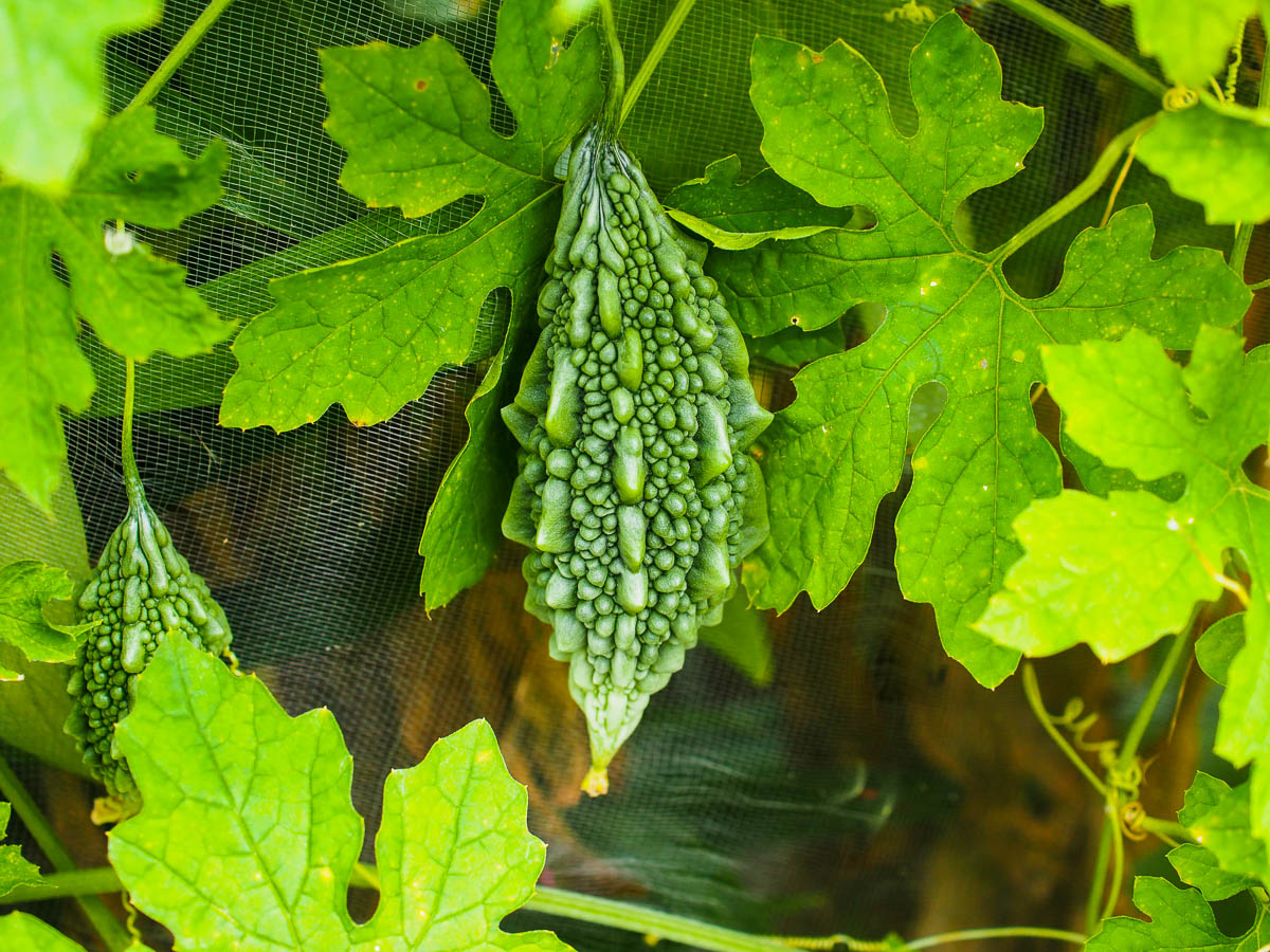 Bittermelone (Momordica Charantia) Gemüsesamen