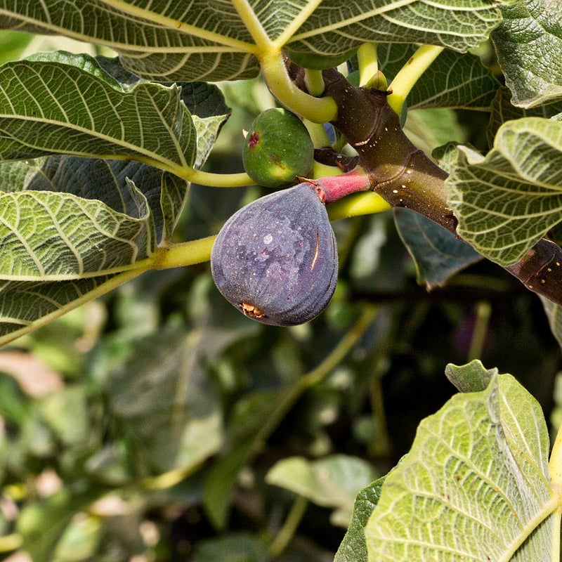 Black Madeira Fig Fruit Seeds