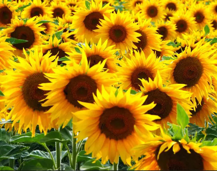 Semillas de girasol de aceite negro
