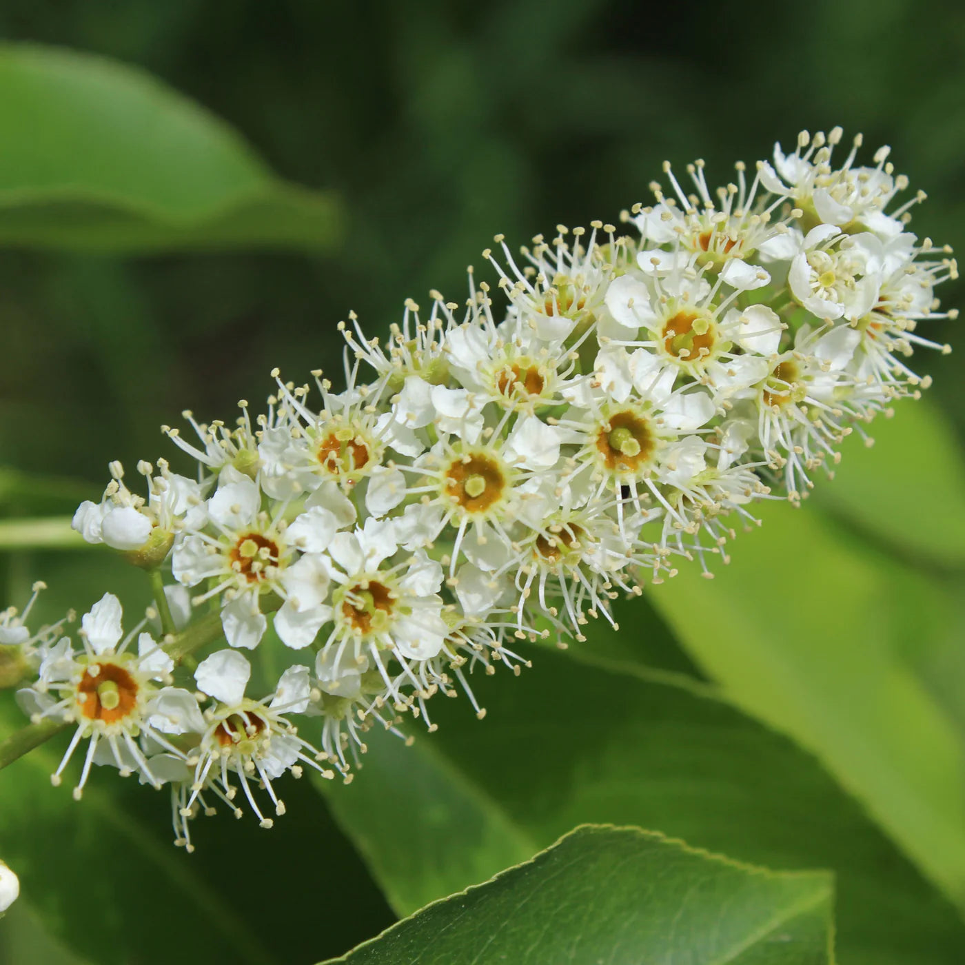 Black Cherry Flower Seeds