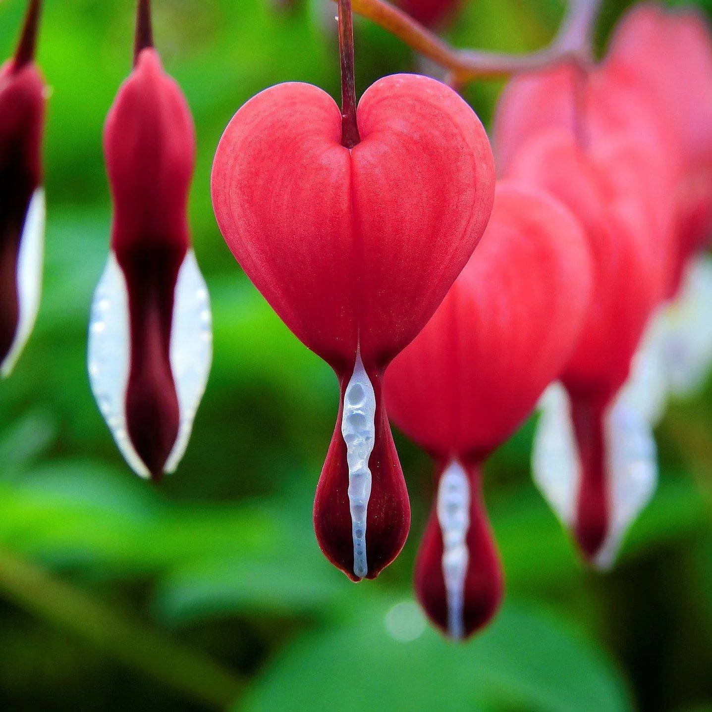 Fringed Bleeding Heart Flower Seeds
