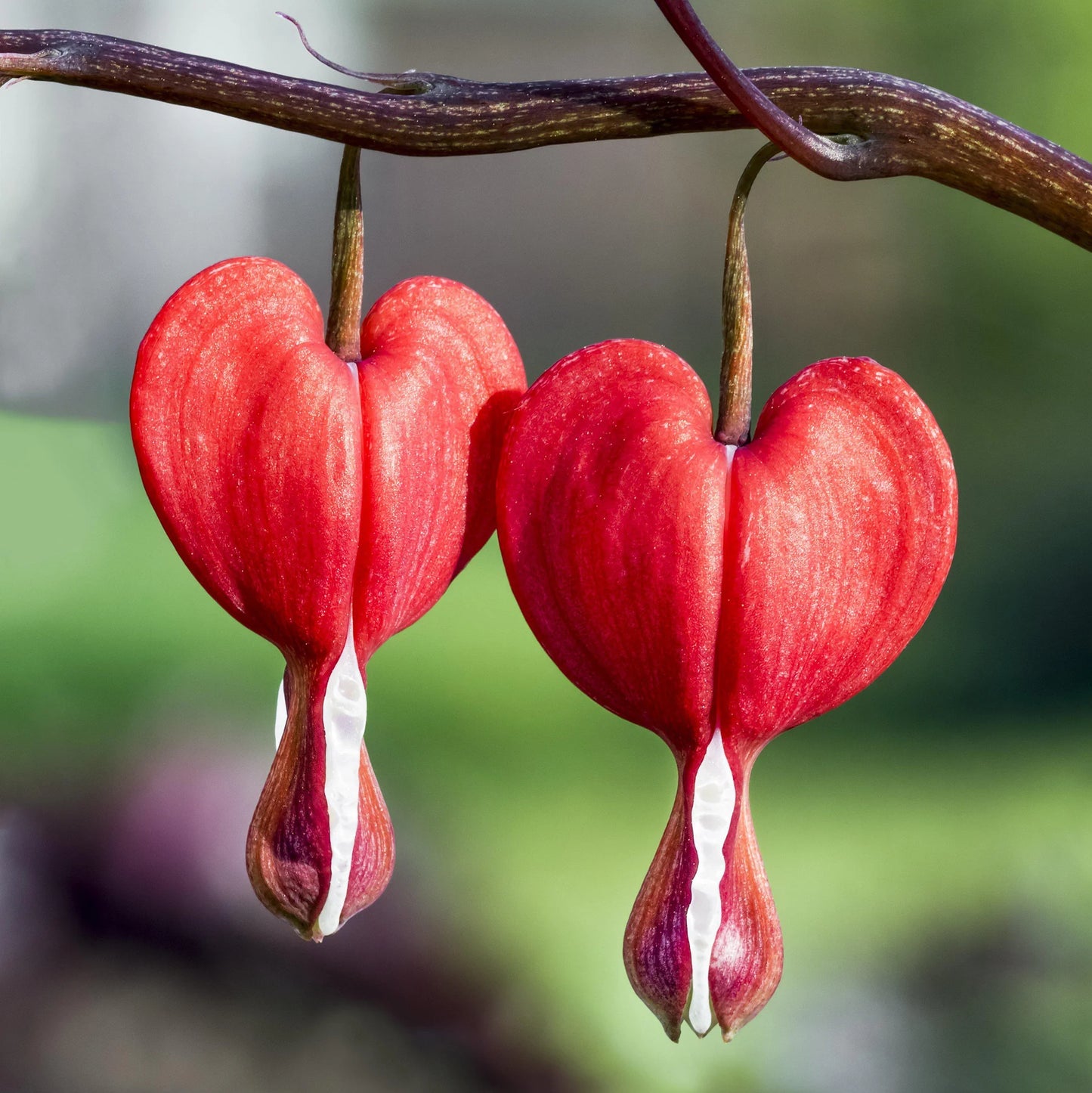 Dicentra Formosa Herb Seeds