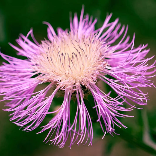 American Basketflower Seeds (Centaurea Americana) for Planting – Heirloom, Non-GMO, Easy to Grow, Annual