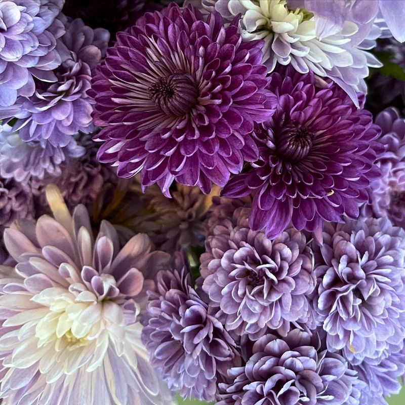Purple Blue Chrysanthemum Flower seeds for Planting - Compact Growth, Heirloom & GMO Free Seeds for Home Garden