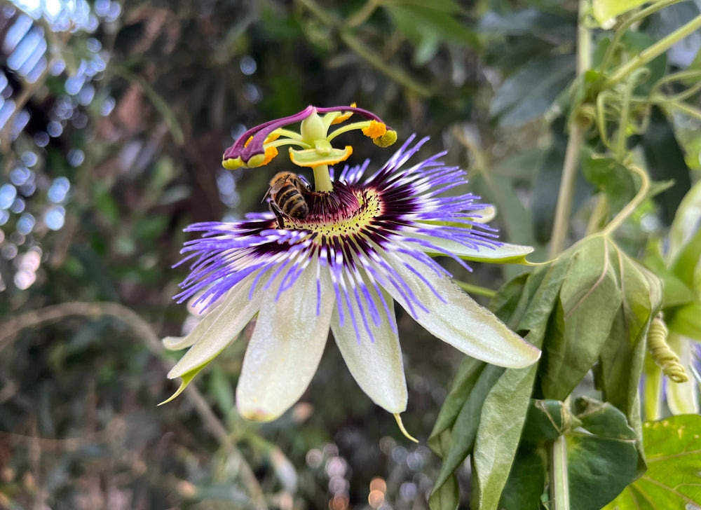 Passionflower Flower seeds for Planting - Drought Tolerant, Heirloom & GMO Free Seeds for Home Garden
Sale for planting in home garden