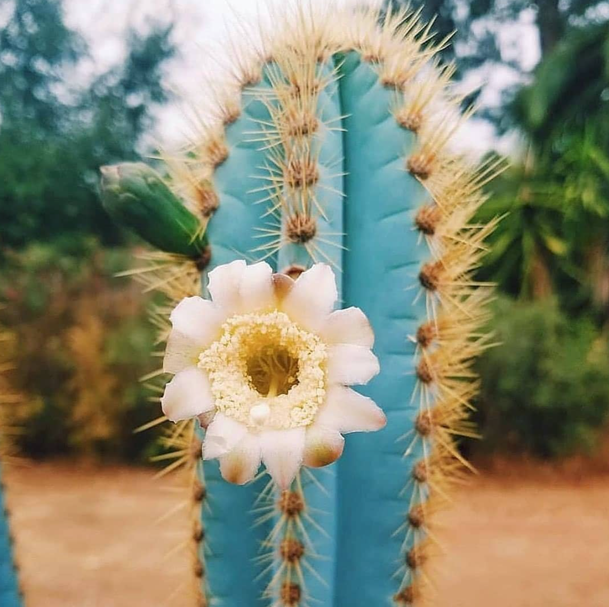 Blue Pilosocereus Pachycladus Planting Seeds