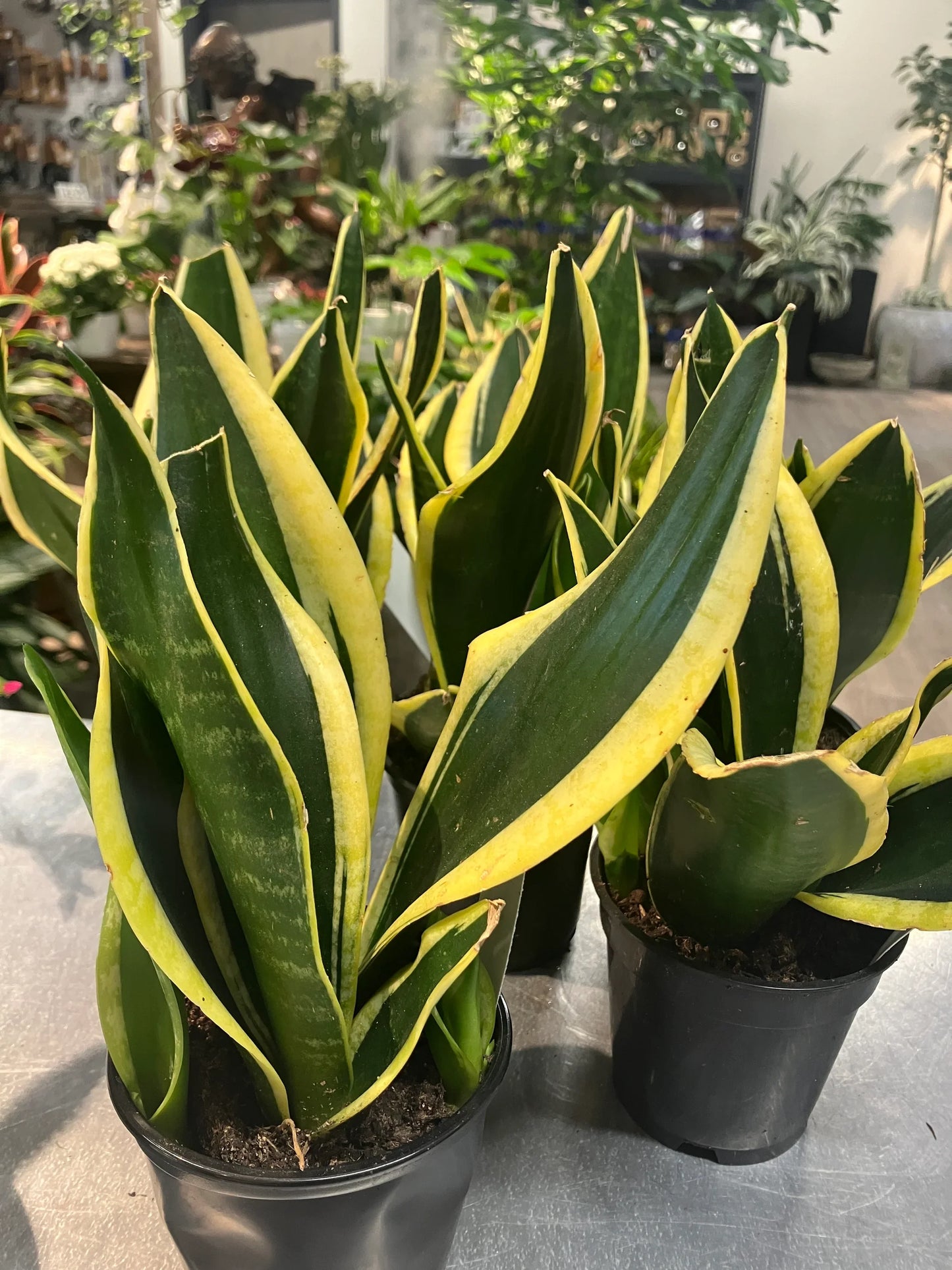 Blue Sansevieria Garden Plant Seeds for Planting – Germination