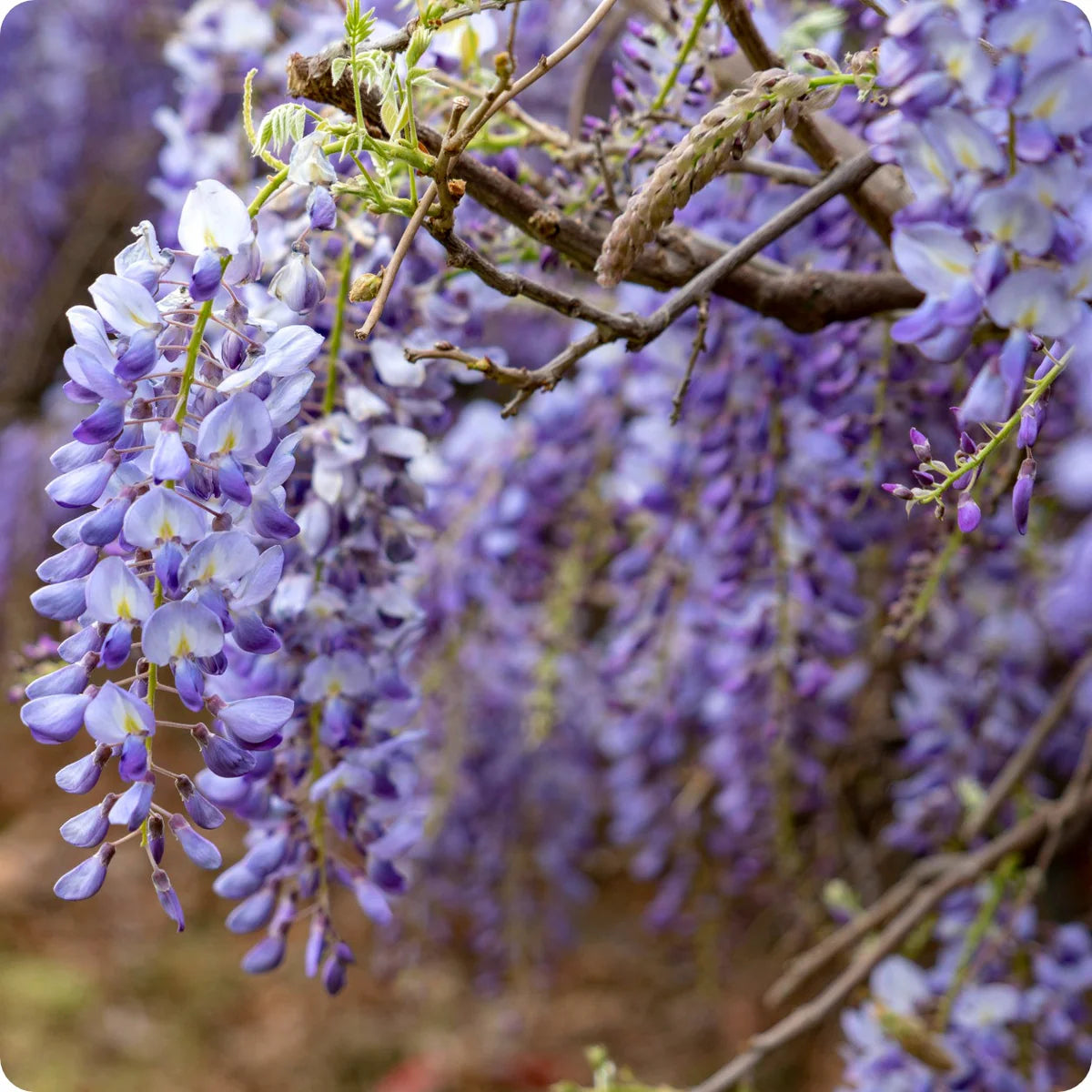 Wisteria Flower Seeds