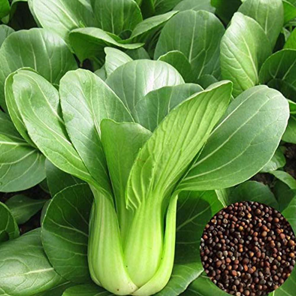 パクチョイ・チンゲンサイ 野菜の種
