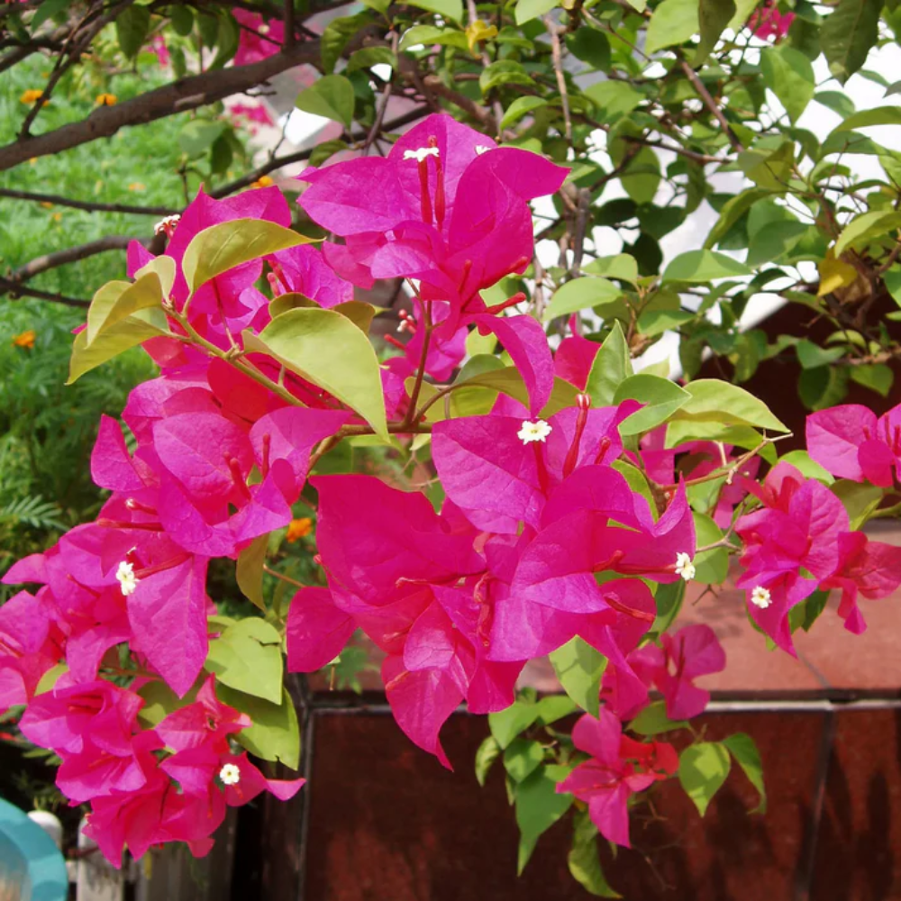 Pink Bougainvillea Flower Seeds