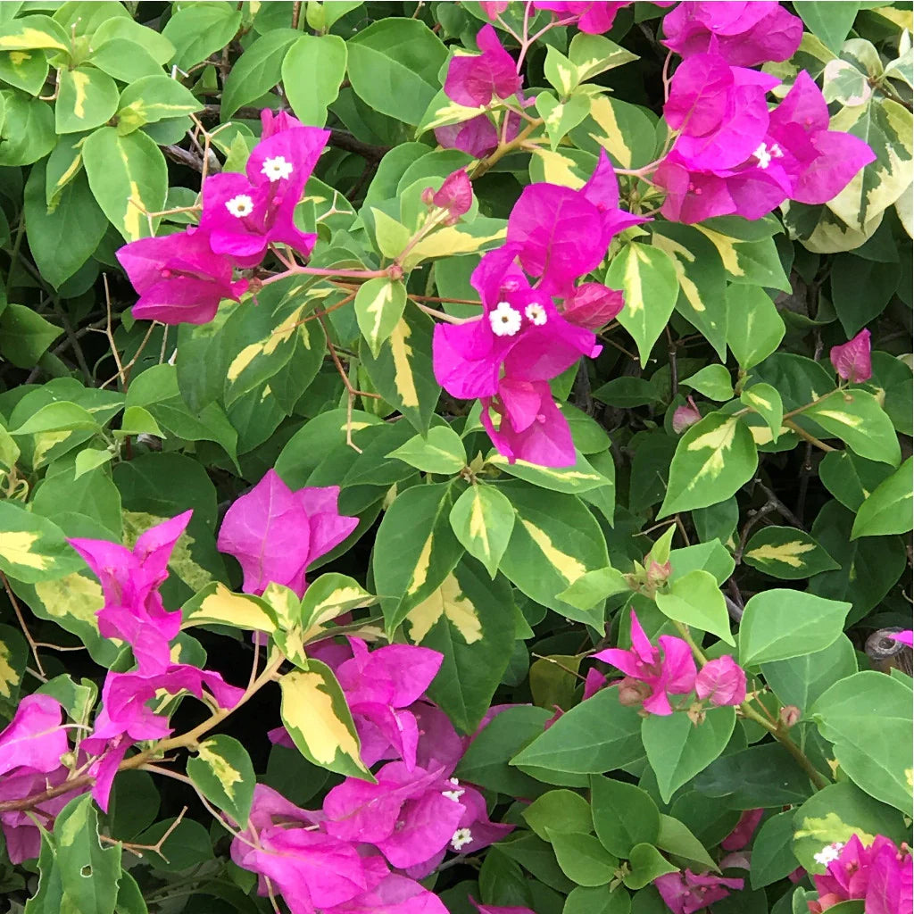 Bougainvillea Flower Seeds for Planting – Heirloom, Non-GMO, Drought-Tolerant, Mediterranean Variety