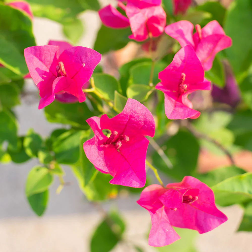 Pink Bougainvillea Flower Seeds