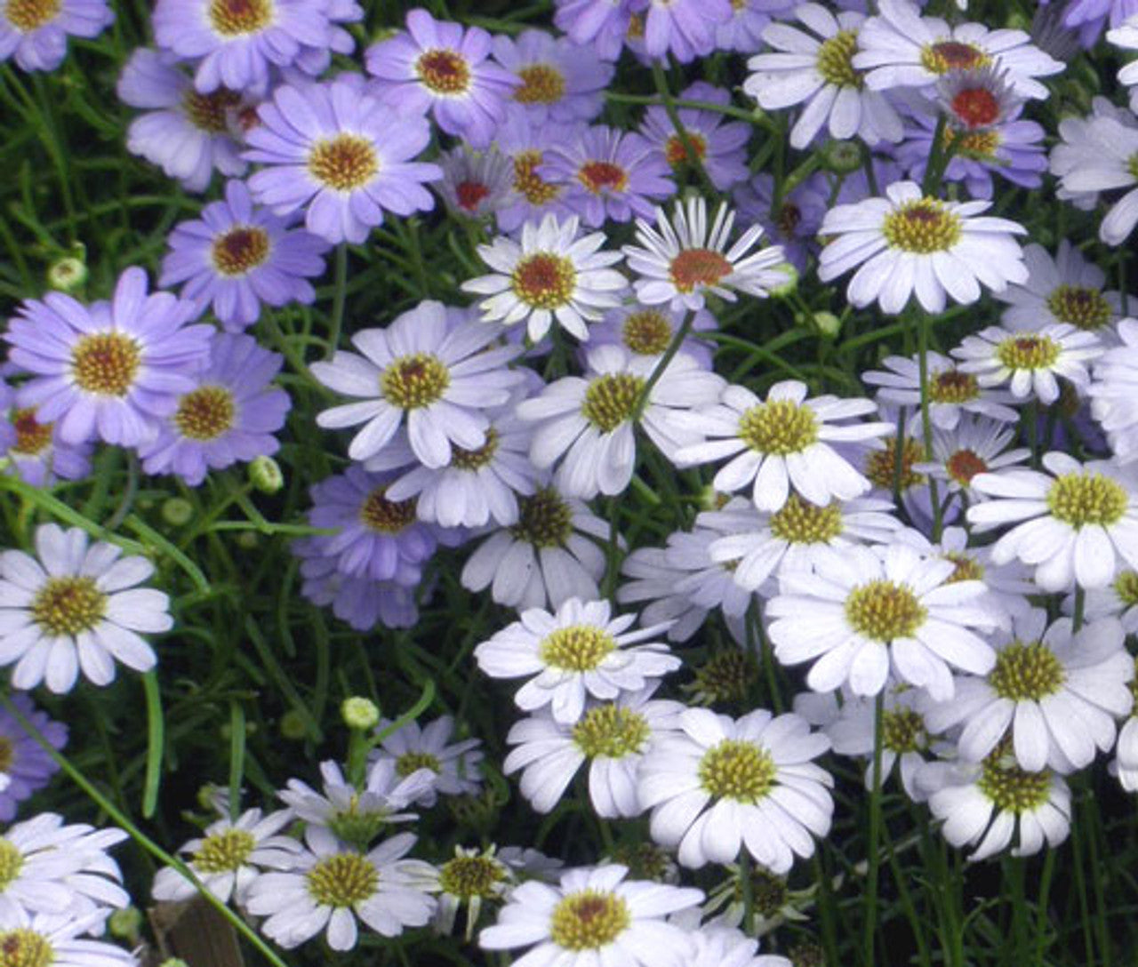 Swan River Daisy Flower Seeds