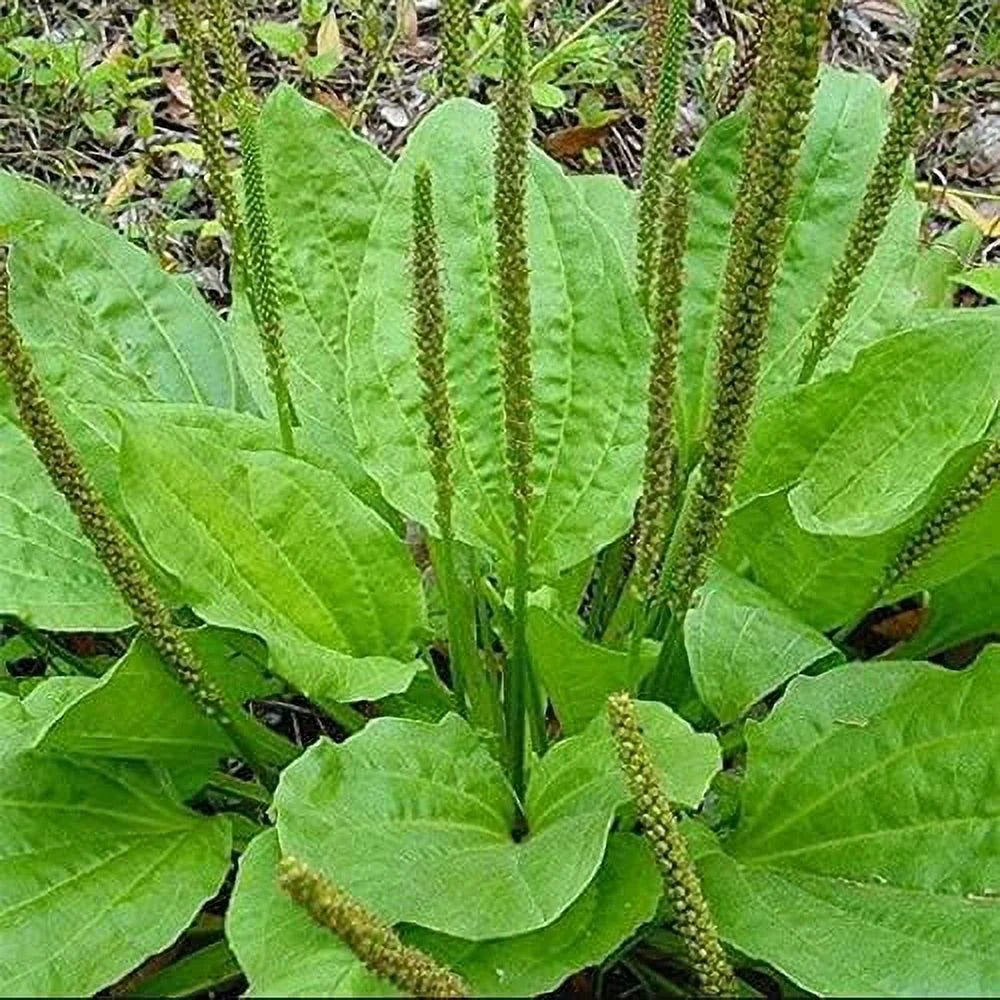 Broadleaf Plantain Herb Seeds for Planting – Heirloom, Non-GMO, Medicinal, Easy to Grow
