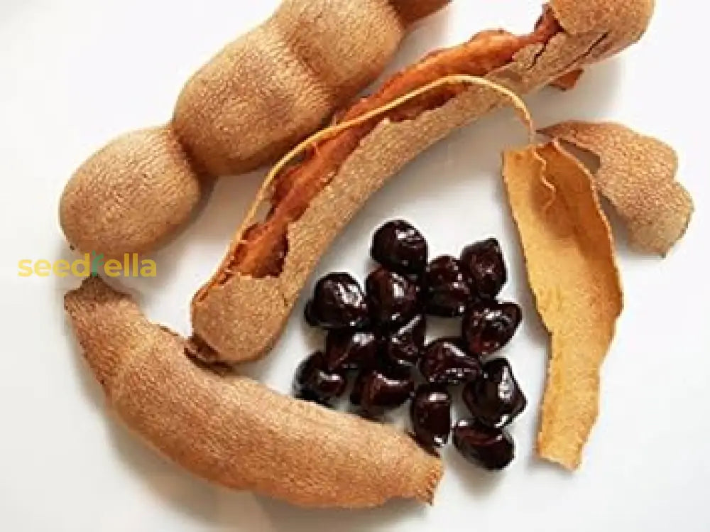 Brown Tamarind Seeds For Planting Grow Your Own Tamarind Tree! Organic  Garden Seeds – Pure Asia Seeds