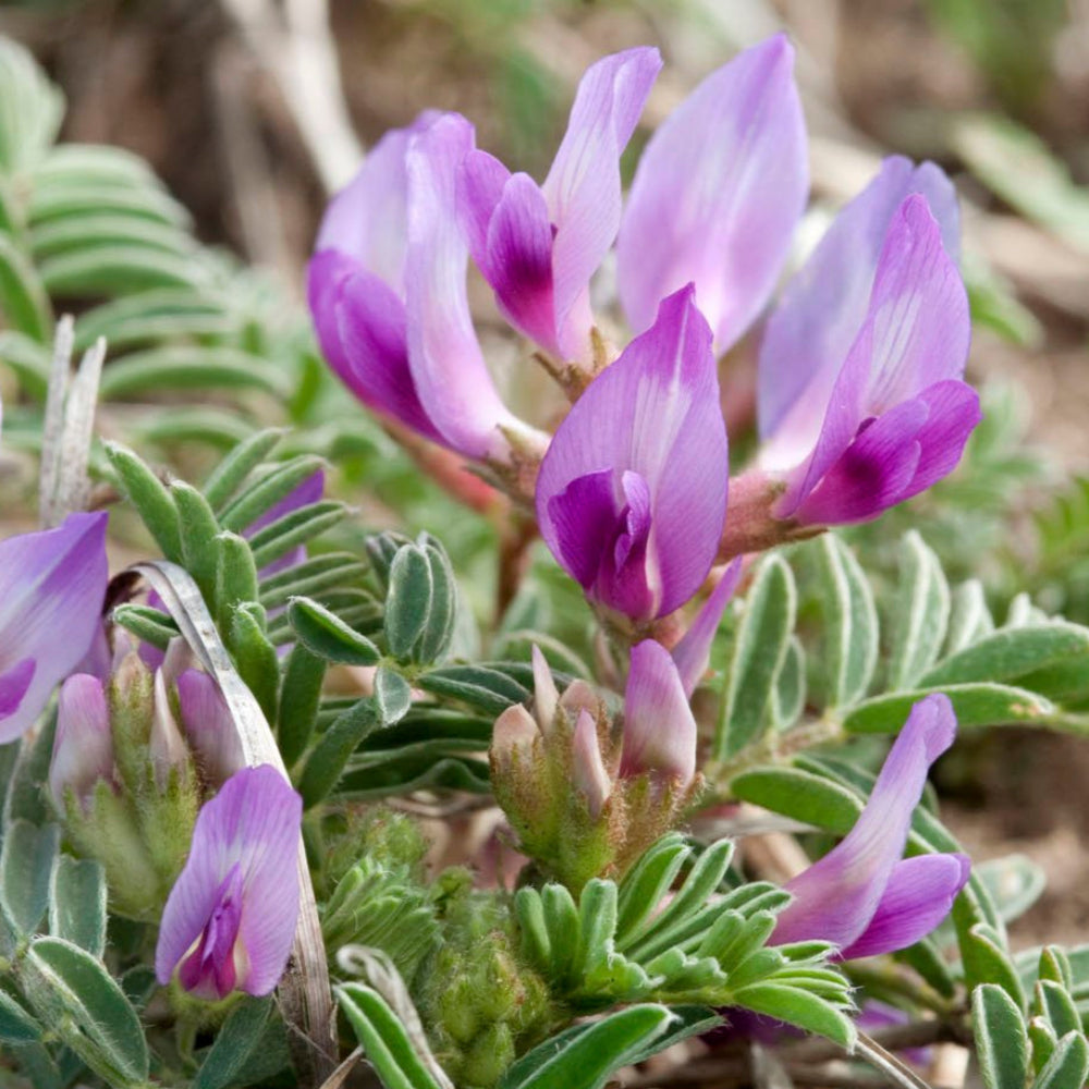 Graines de fleurs d'Astragale Crassicarpus