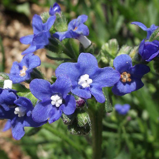 Anchusa Capensis 'Blue Angel' Flower Seeds for Planting – Heirloom, Non-GMO, Perennial, Pollinator-Friendly