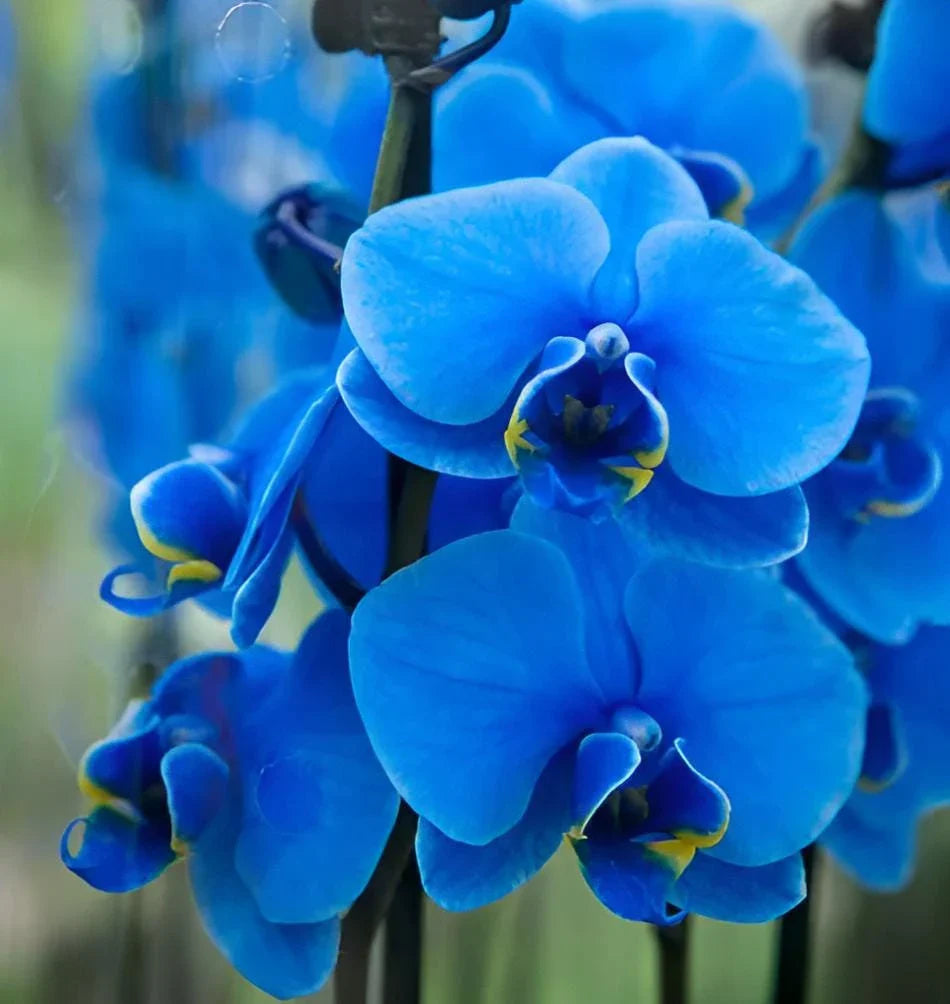 Butterfly Orchid Seeds Sky Blue for Planting