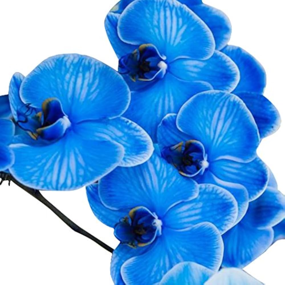 Butterfly Orchid Seeds Sky Blue for Planting