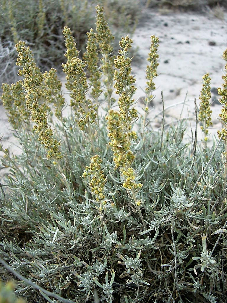 Semi di Erba di Salvia Bianca