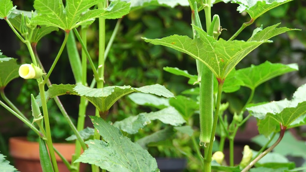 Semillas de okra gigante filipina Nombo