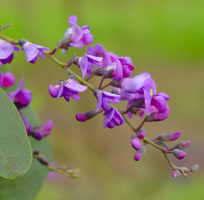 Hardenbergia Australian Sarsaparilla Flower Seeds