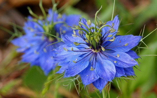 Blue Nigella Jekyll Flower seeds for Planting - Bright Blooms, Heirloom & GMO Free Seeds for Home Garden
Sale seeds for planting in home garden