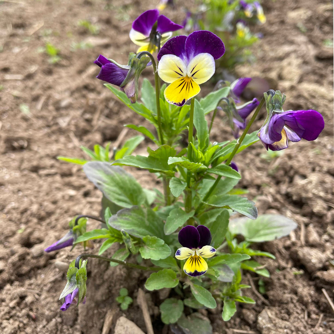 viola seeds planting Johnny Jump Up (Viola tricolor) Flower Seeds for Planting – Heirloom, – Pure Asia Seeds