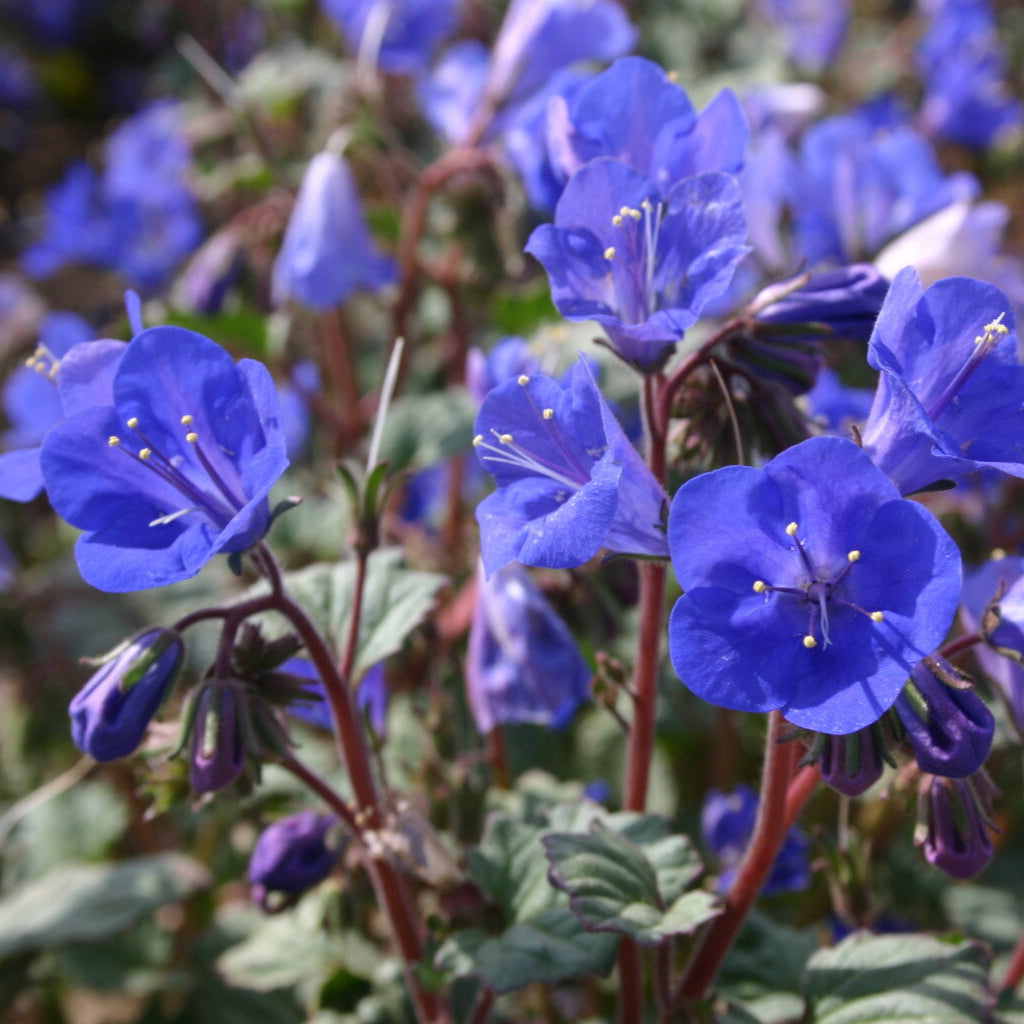 Semillas de flores de campanilla azul de California