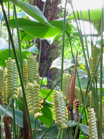 Cream Green Calathea Lutea Flower seeds for Planting - Vibrant Colors, Heirloom & GMO Free Seeds for Home Garden
Sale for planting in home garden