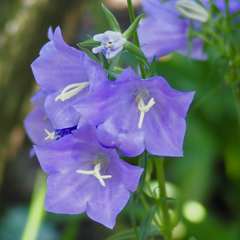 Peach-Leaved Bellflower Seeds (Campanula Persicifolia)