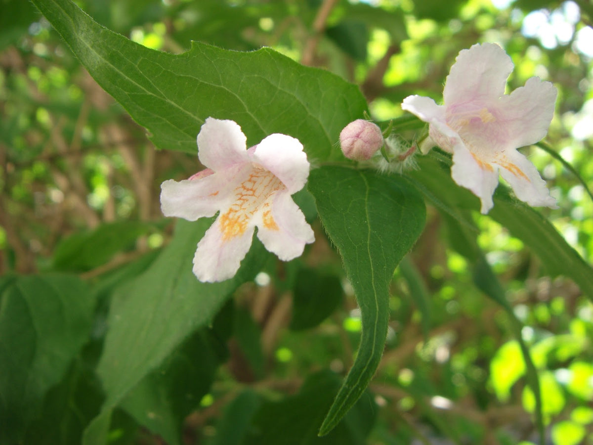 White Kolkwitzia Flower seeds for Planting - Pollinator Friendly, Heirloom & GMO Free Seeds for Home Garden
Sale for planting in home garden