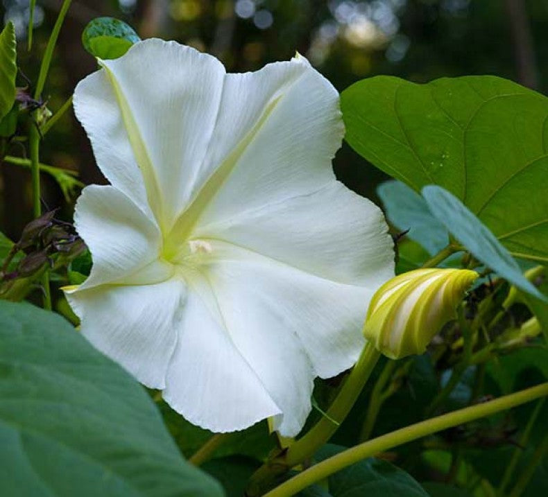 Moon flower Seeds