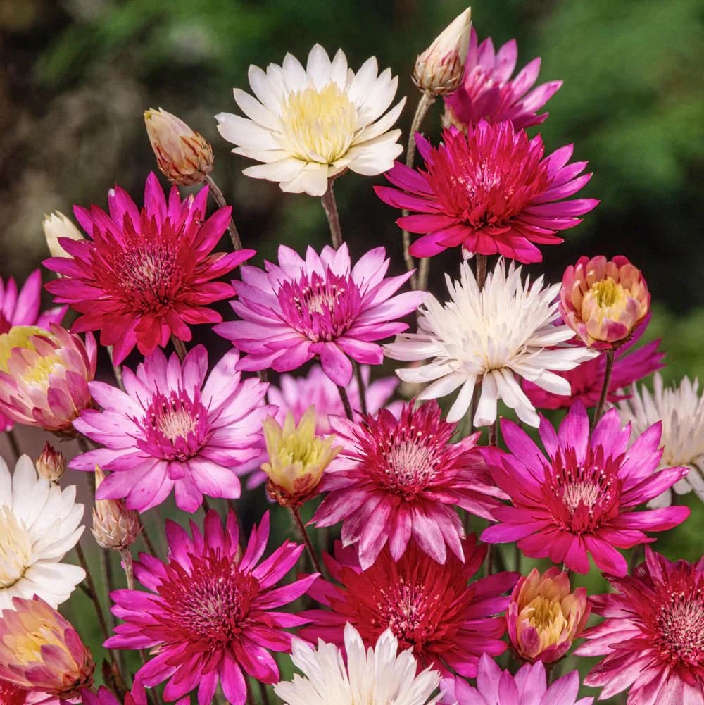 Xeranthemum Annuum Flower Seeds