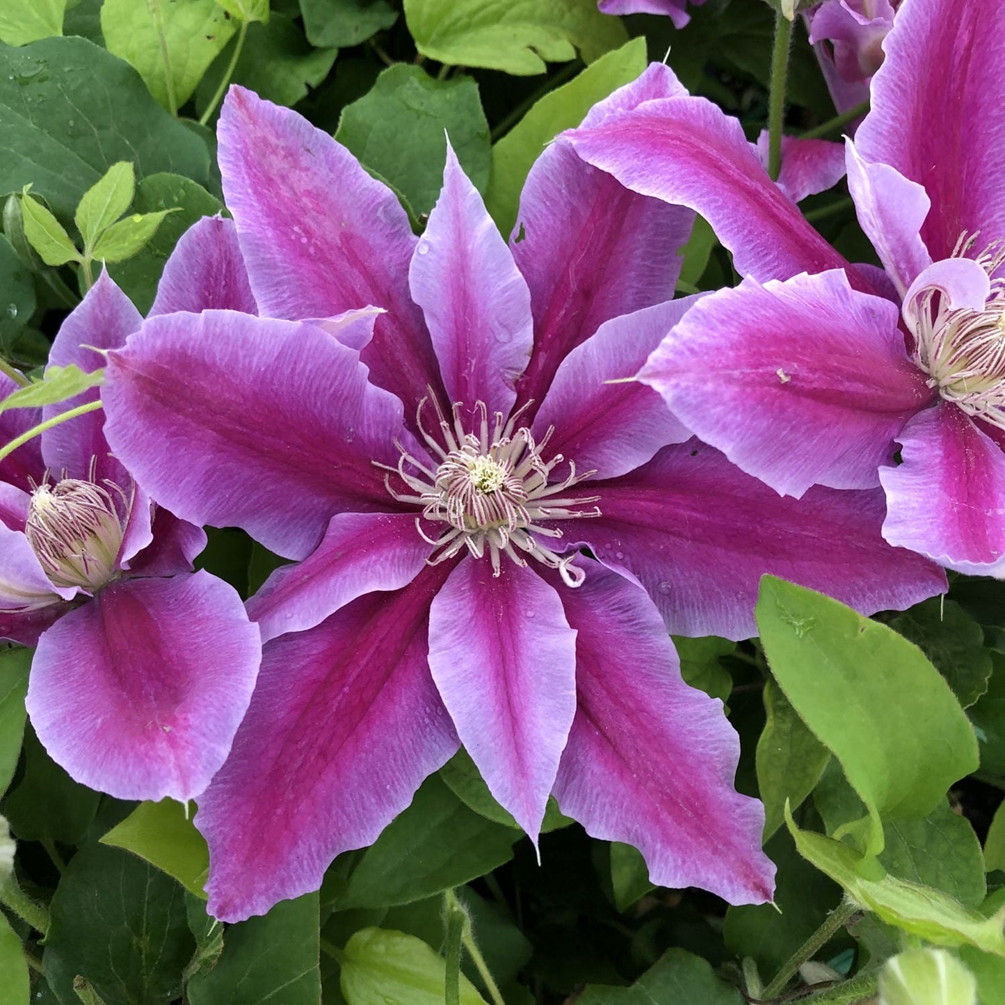Queen of Vines Clematis Flower Seeds