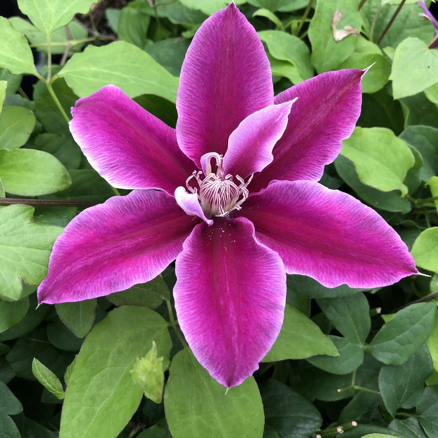 Queen of Vines Clematis Flower Seeds