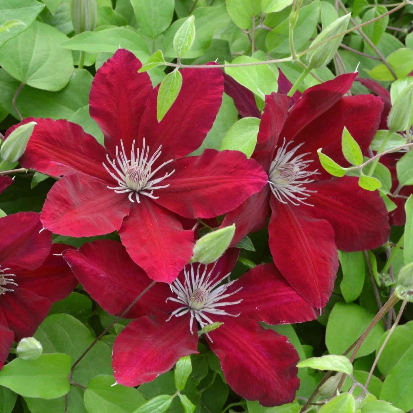 Bright Red Clematis Flower Seeds