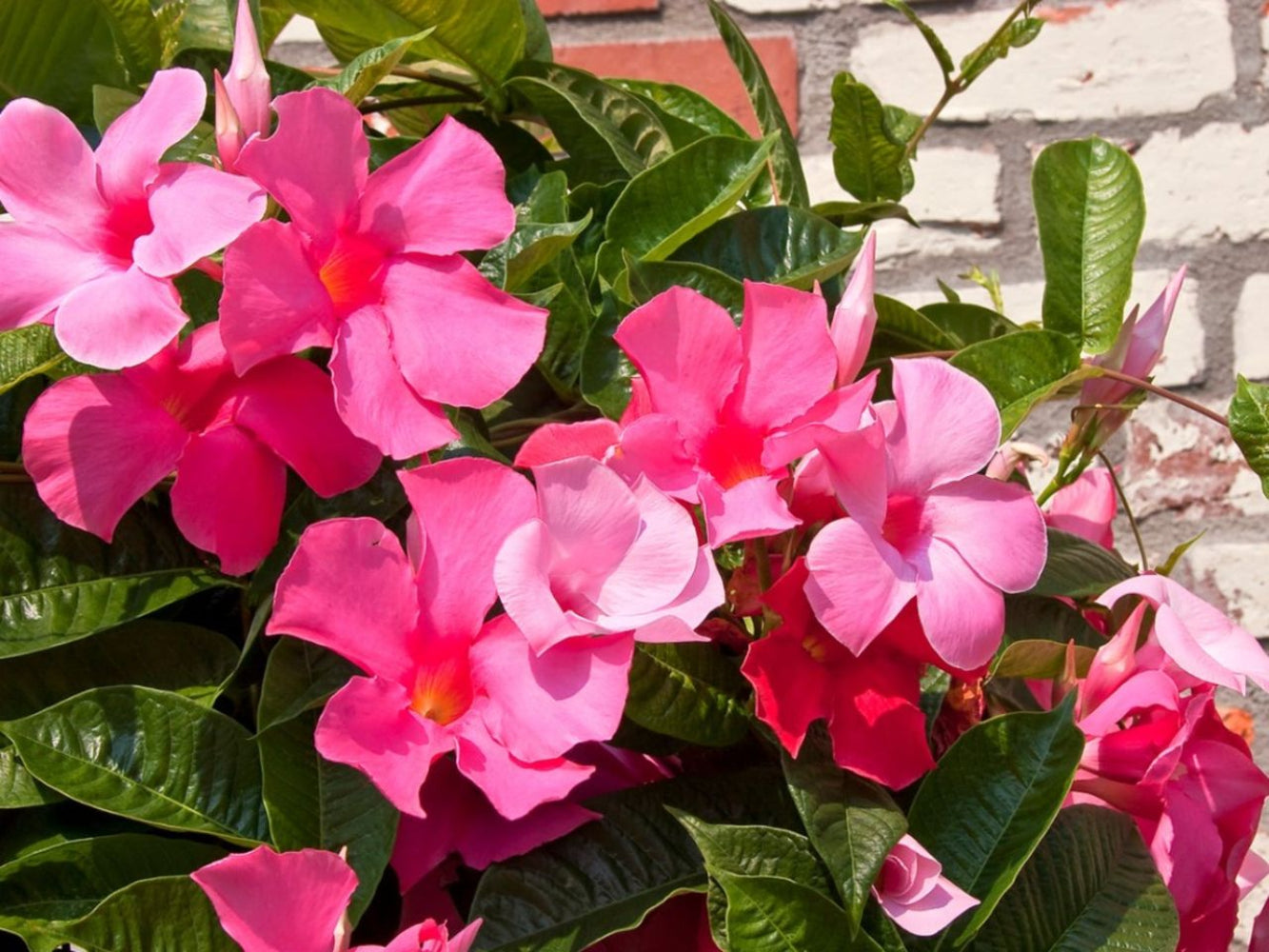 Mandevilla Sanderi Flower Seeds