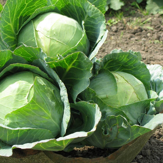 Cabbage Vegetable Seeds for Planting – Heirloom, Non-GMO, Easy to Grow, Annual