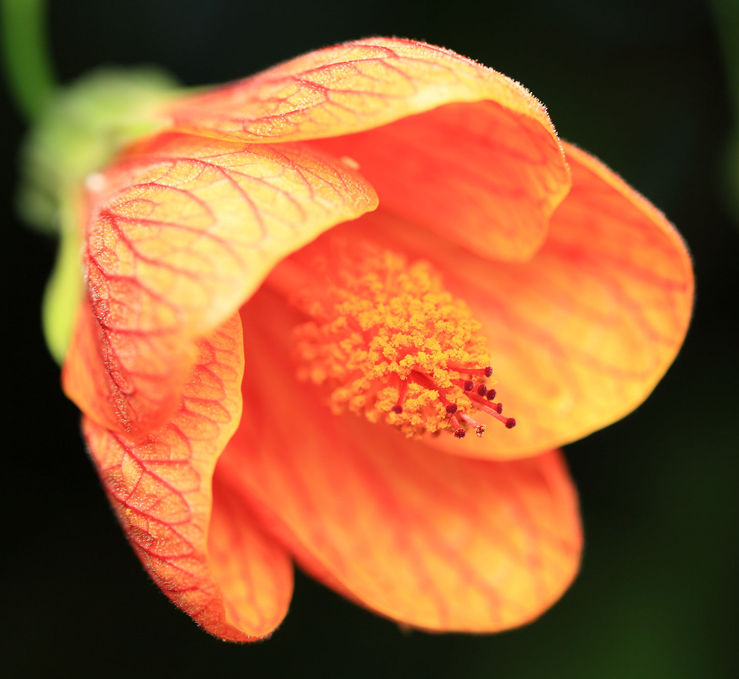 Semillas del arbusto Abutilon Striatum