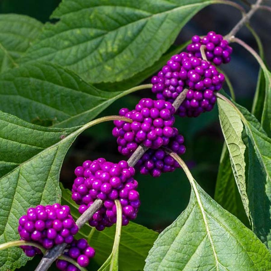 Callicarpa Americana Fruit Seeds