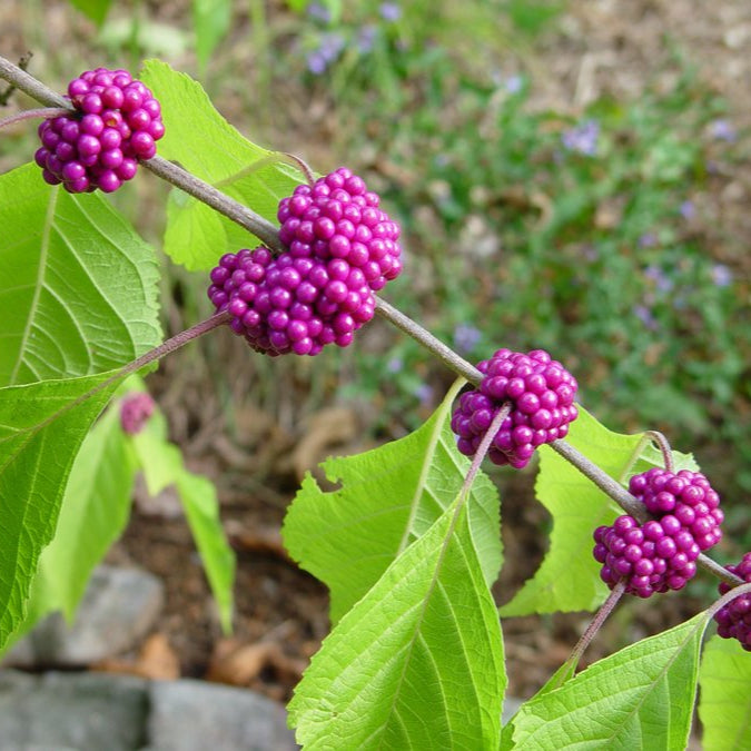 Graines de fruit de Beautyberry américain