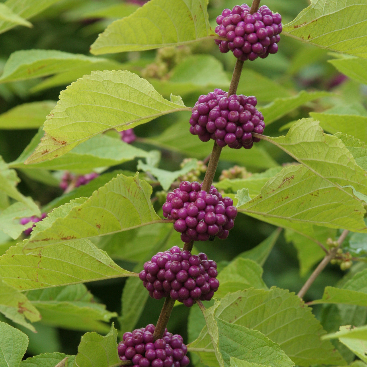 Callicarpa Americana Fruit Seeds