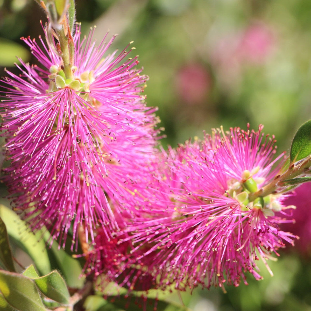 Pink Bottle Brush Flower seeds for Planting - Pollinator Friendly, Heirloom & GMO Free Seeds for Home Garden
Sale for planting in home garden