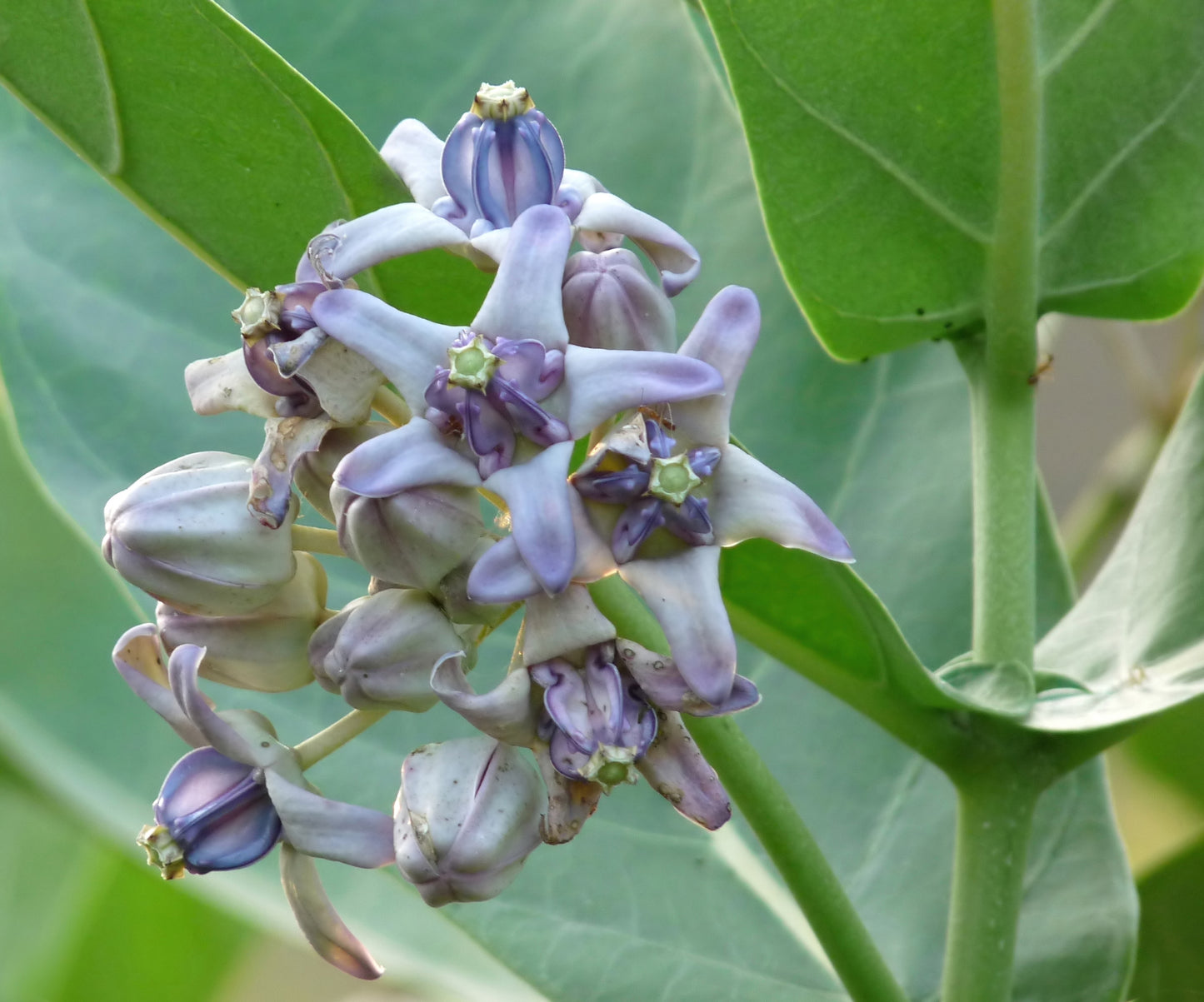 Calotropis Gigantea Blumensamen
