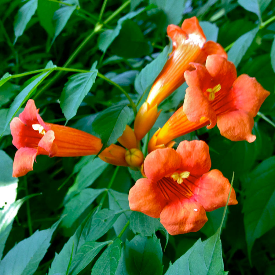 Semillas de flor de enredadera de trompeta (Campsis radicans)
