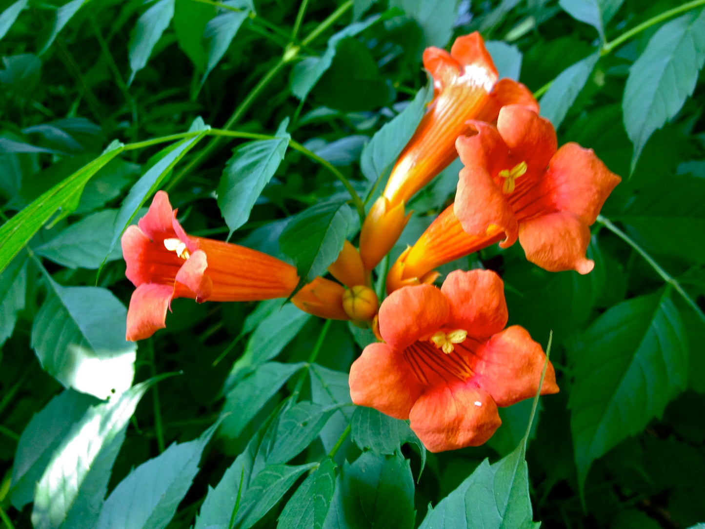 Rare Dark Red Hummingbird Trumpet Vine Flower Seeds