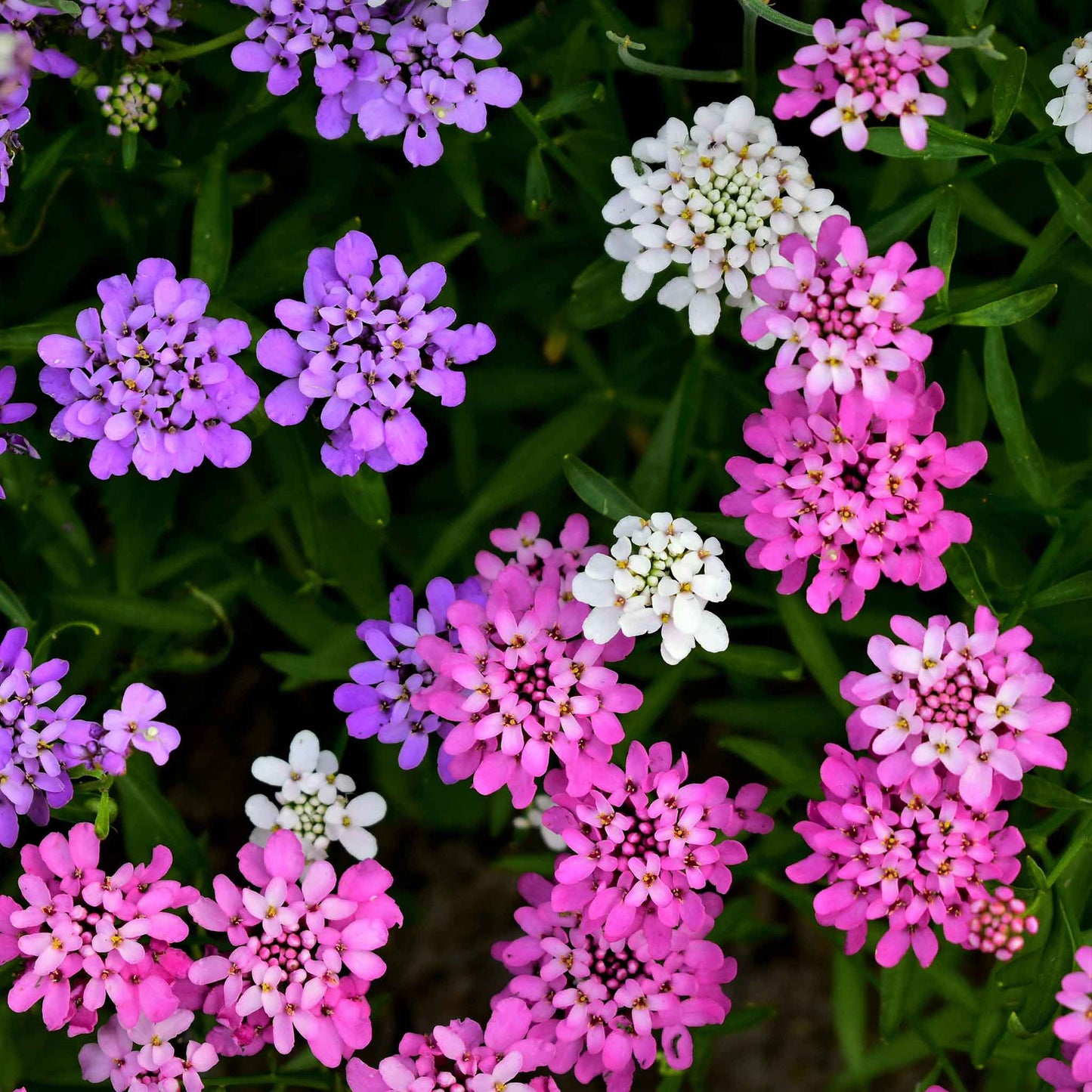 Candytuft Flower Seeds