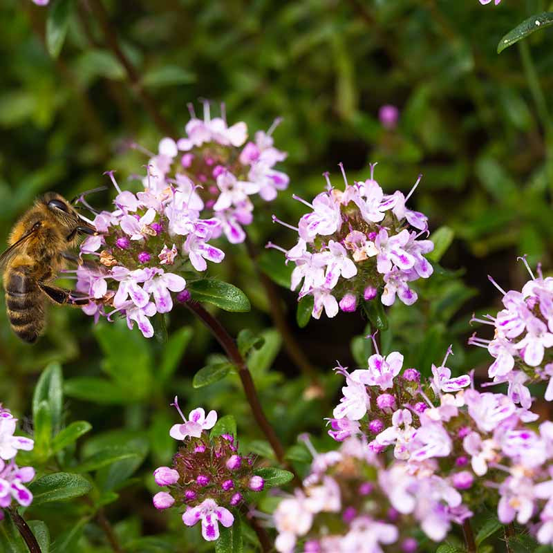 Mother of Thyme Herb Seeds